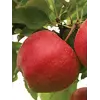 Саженец яблони "Эвелина"