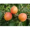 Саженец абрикоса "Примарис"