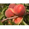 Саженец персика "Алиросада"