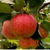 Саженец яблони " Пирос "