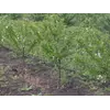 Выращивание саженцев вишни под заказ