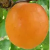 Саженец абрикоса "Лескоре"
