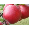 Саженцы яблони " Приам"