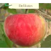 Саженец яблони "Деликатес"