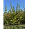 Абрикос - плодовый крупномер