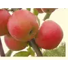 Саженец яблони "Джонаголд"