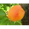 Саженец абрикоса "Джумбо кот"