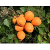 Саженец абрикоса "Харгранд"