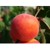 Саженец абрикоса "Мелитопольский лучистый"