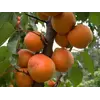 Саженец абрикоса "Полесский крупгоплодный"