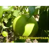 Саженец груши "Золотоворотская"
