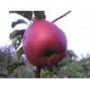 Саженец яблони "Джумба Помм"