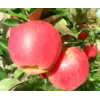 Саженцы яблони " Амброзия"