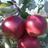 Саженец яблони " Фукутами "
