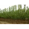 Выращивание саженцев груши на карликовых подвоях под заказ