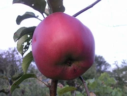 Саженец яблони "Джумба Помм"