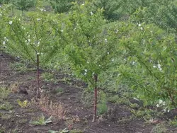 Выращивание саженцев вишни под заказ