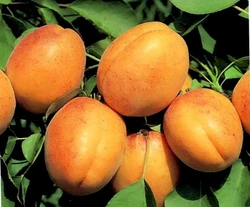 Саженец абрикоса "Шелудько"