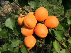 Саженец абрикоса "Харгранд"