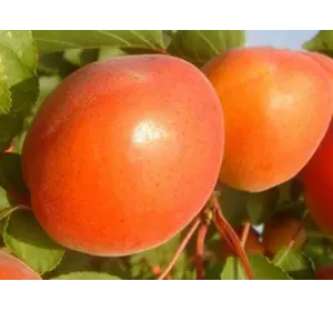 Саженец абрикоса "Киото"