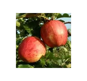 Саженец яблони "Кариот-7"