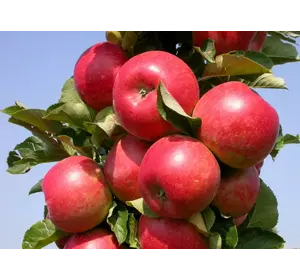 Саженцы яблони " Арбат "