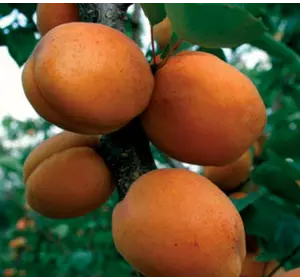 Саженец абрикоса "Голд Рич"