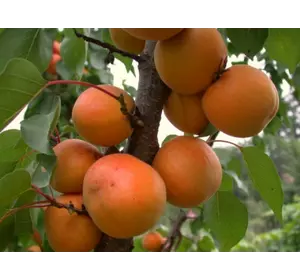 Саженец абрикоса "Полесский крупгоплодный"
