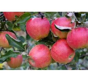 Саженцы яблони " Теремок"