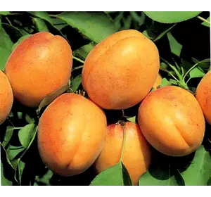 Саженец абрикоса "Шелудько"