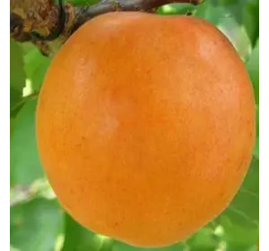 Саженец абрикоса "Лескоре"
