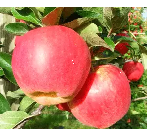 Саженцы яблони " Амброзия"