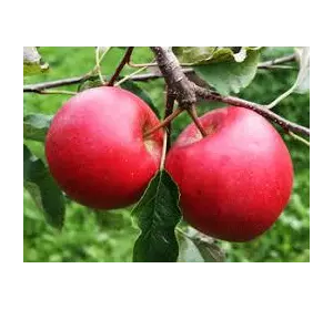 Саженцы яблони " Богемия "