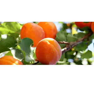 Саженец абрикоса "Шедевр"
